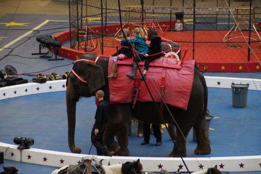 Circus Elephant